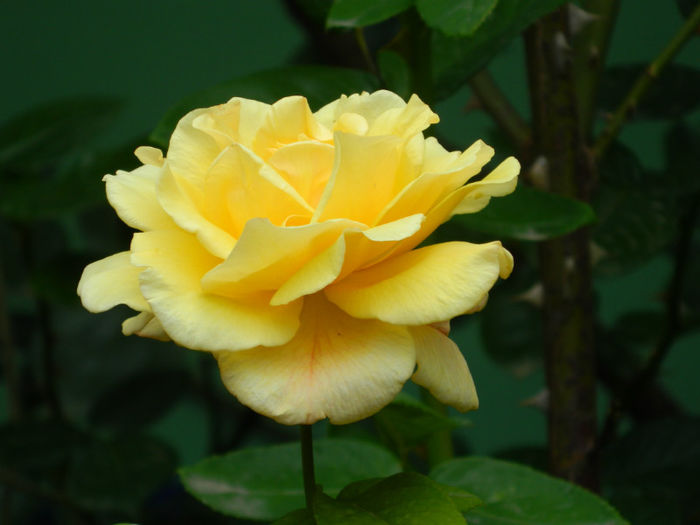 DSCN3778 - IUNIE 2013