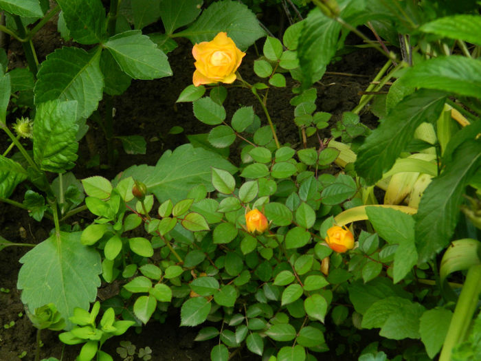 DSCN3791 - IUNIE 2013