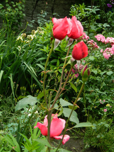DSCN3792 - IUNIE 2013