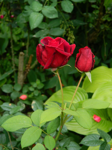 DSCN3798 - IUNIE 2013