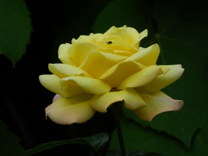 DSCN3799 - IUNIE 2013