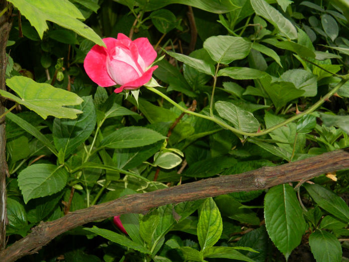 DSCN3818 - IUNIE 2013