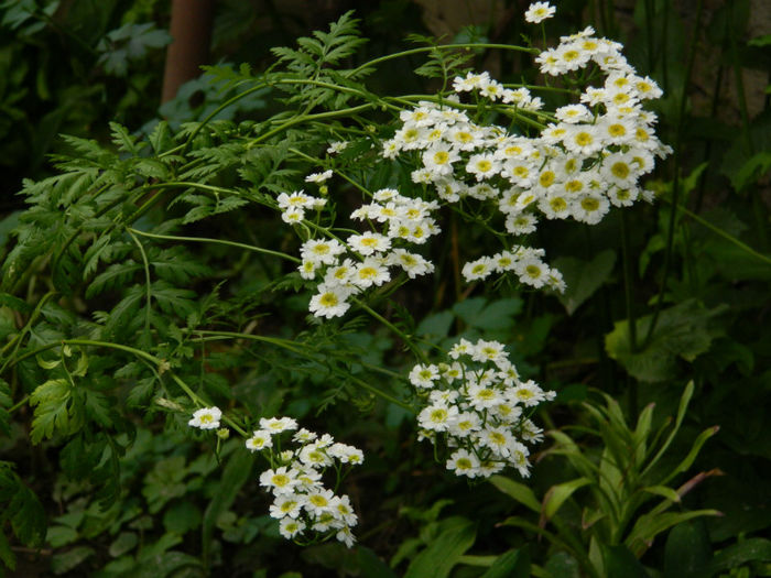 DSCN3820 - IUNIE 2013