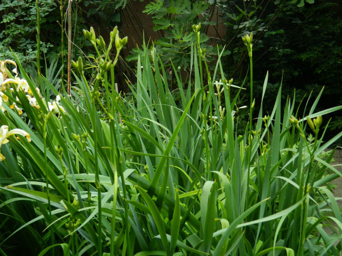 DSCN3821 - IUNIE 2013