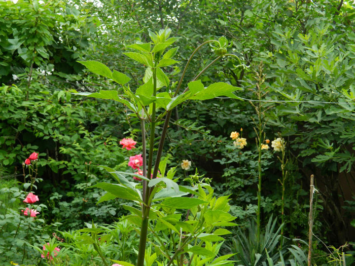 DSCN3823 - IUNIE 2013