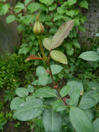 DSCN3826 - IUNIE 2013