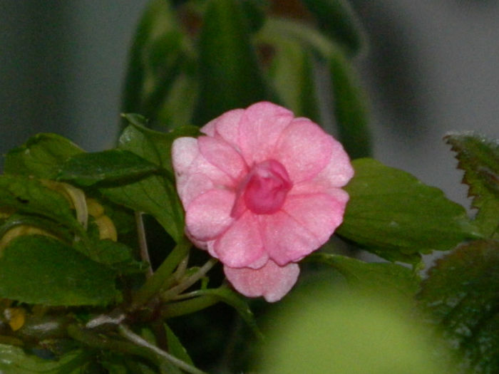 DSCN3833 - IUNIE 2013