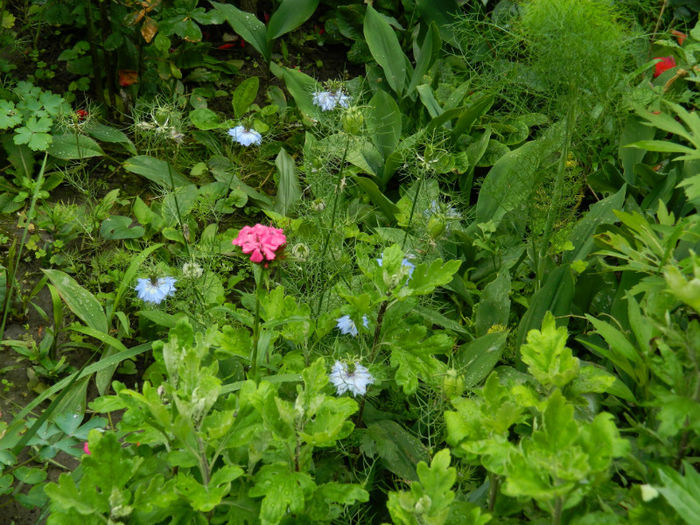 DSCN3477 - IUNIE 2013