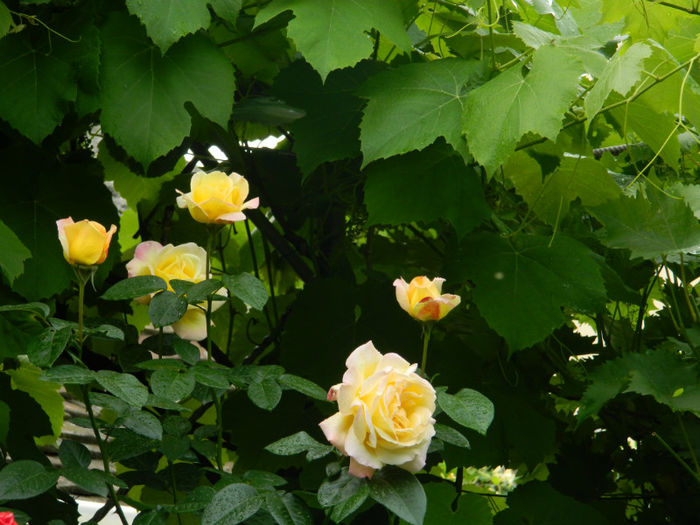 DSCN3484 - IUNIE 2013