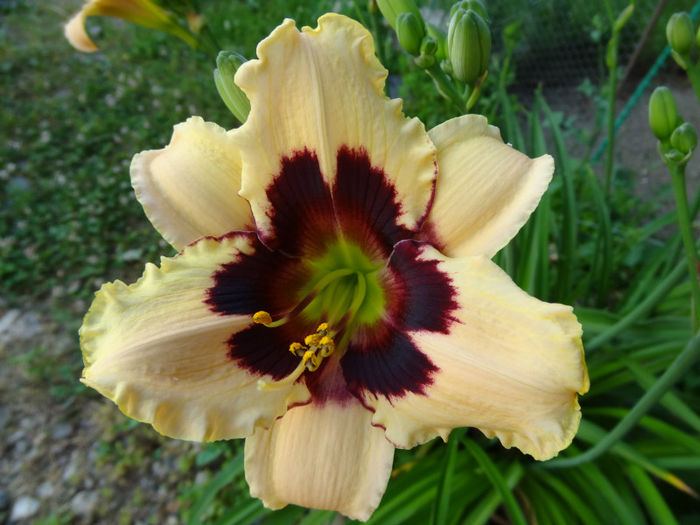 001 - HEMEROCALLIS