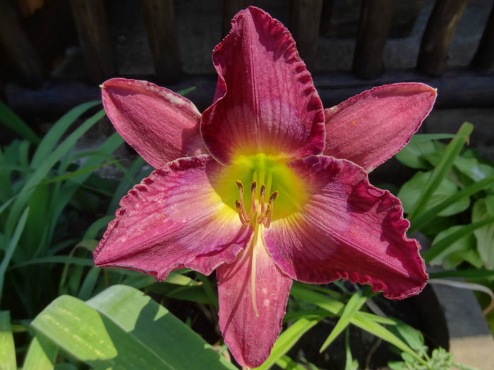 SILENT SENTRY - HEMEROCALLIS