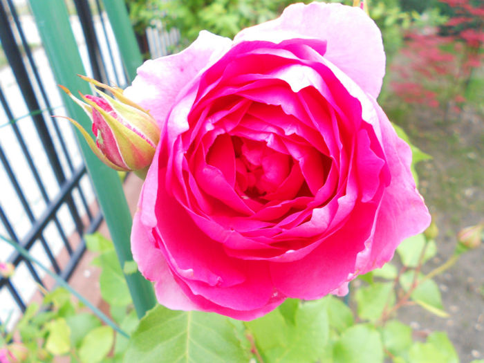 DSCN4542 - Florile mele 2013