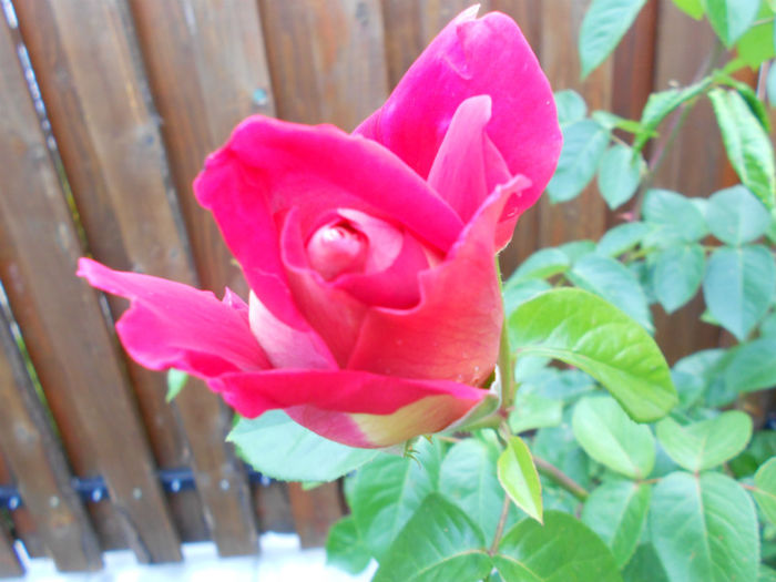 DSCN4533 - Florile mele 2013