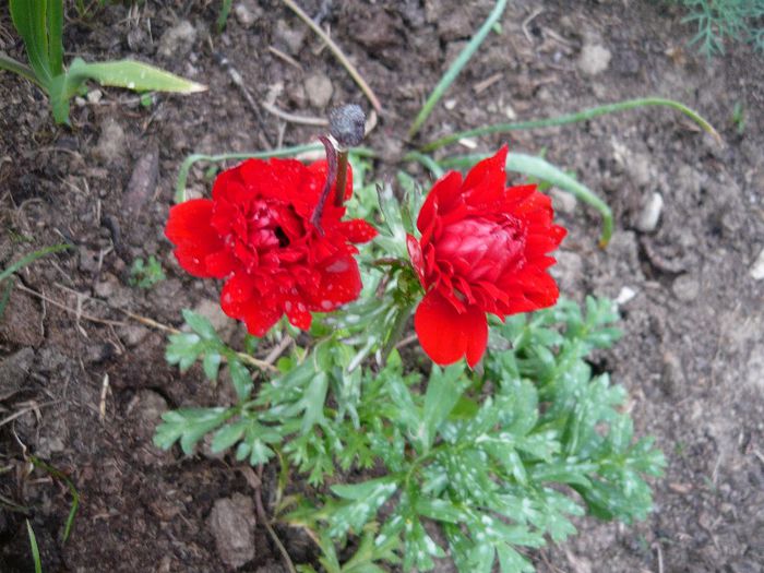 Picture 2971 - Mirajul verii