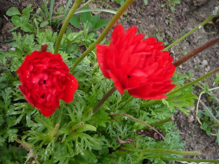 Picture 2972 - Mirajul verii