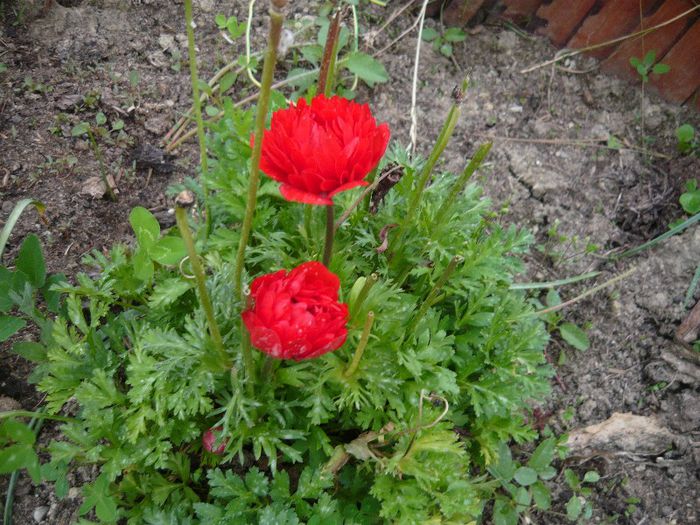 Picture 2974 - Mirajul verii