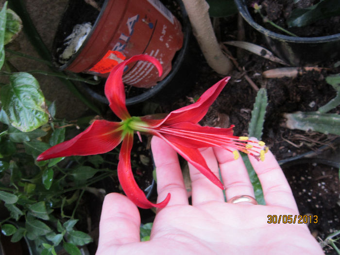 SPREKELIA