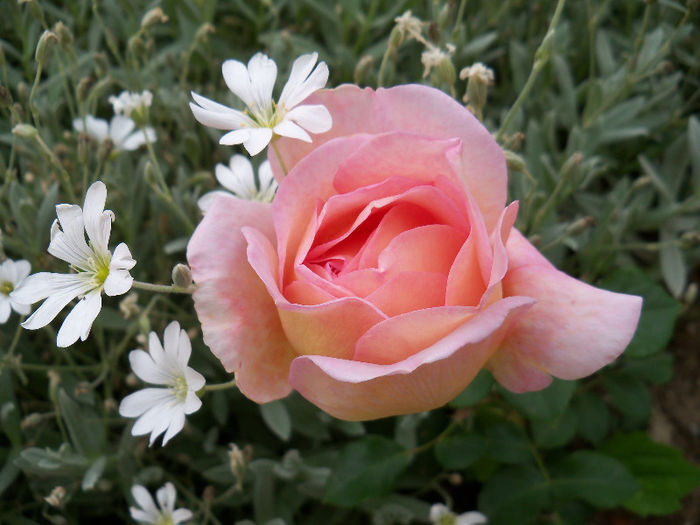 102_0093 - ABRAHAM DARBY 2013