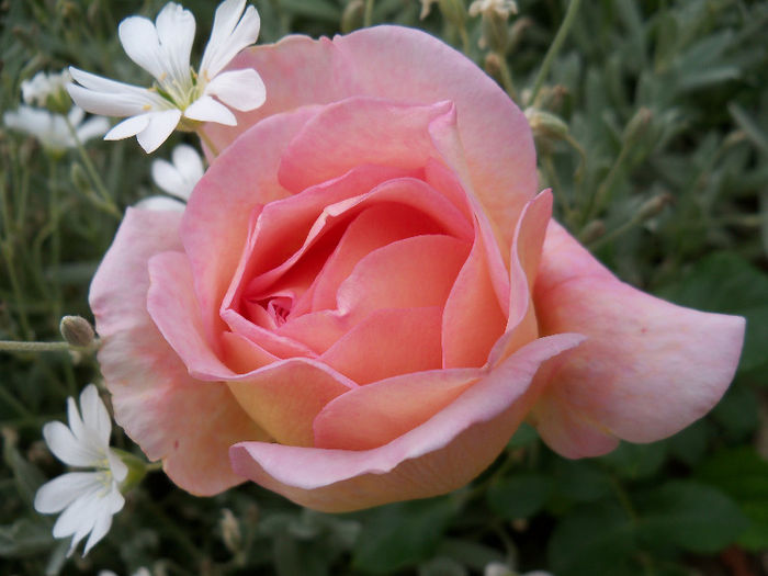 102_0095 - ABRAHAM DARBY 2013