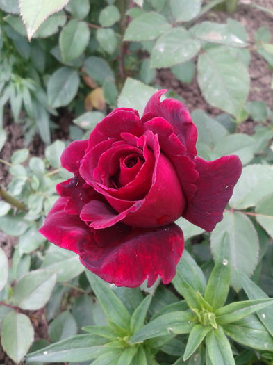 2013-06-02 13.28.51 - Trandafiri
