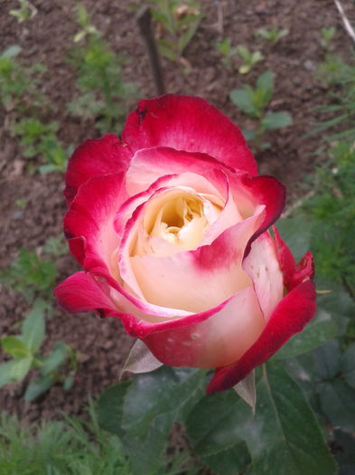 2013-06-02 13.28.40 - Trandafiri