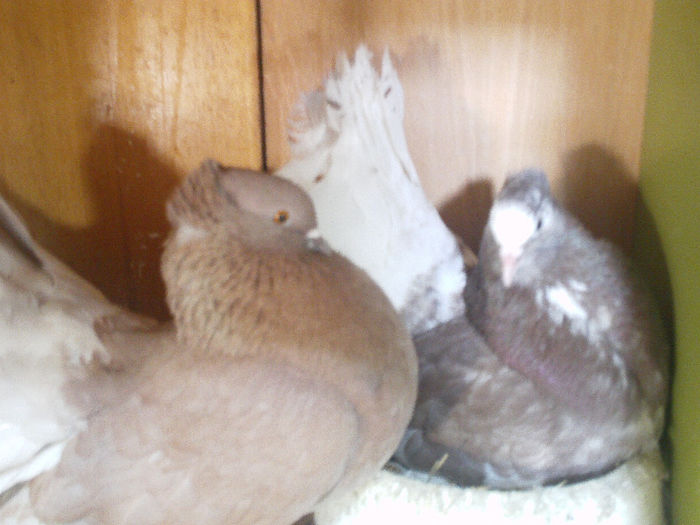 IMAG0070 - porumbeii mei o parte din ei matca 2013