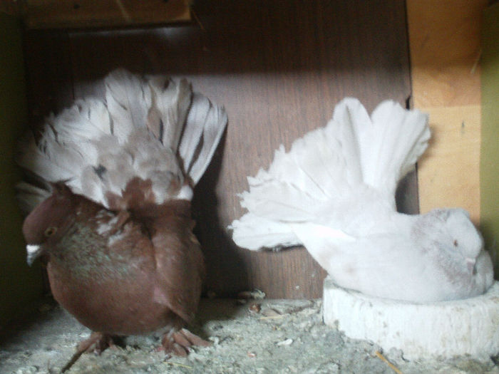 IMAG0072 - porumbeii mei o parte din ei matca 2013