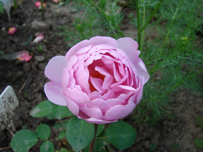 prima floare - Charles Rennie Mackintosh