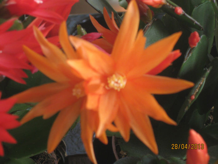 Rhipsalidopsis portocaliu - Florile mele 2013
