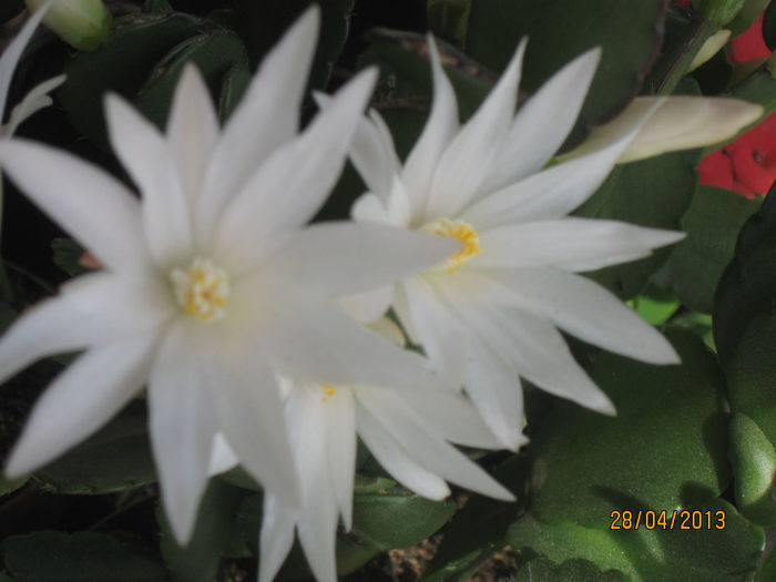 Rhipsalidopsis alb - Florile mele 2013