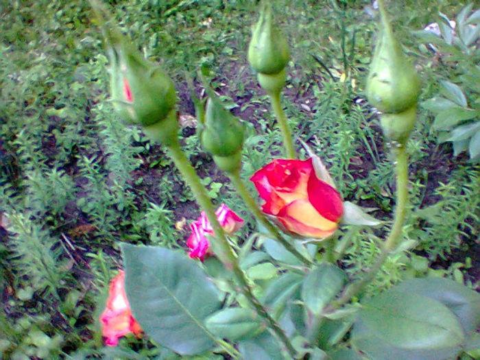 Fotogr.1427 - trandafiri