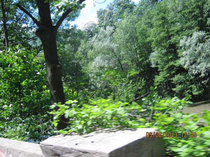 IMG_5204 - Pe defileul Jiului