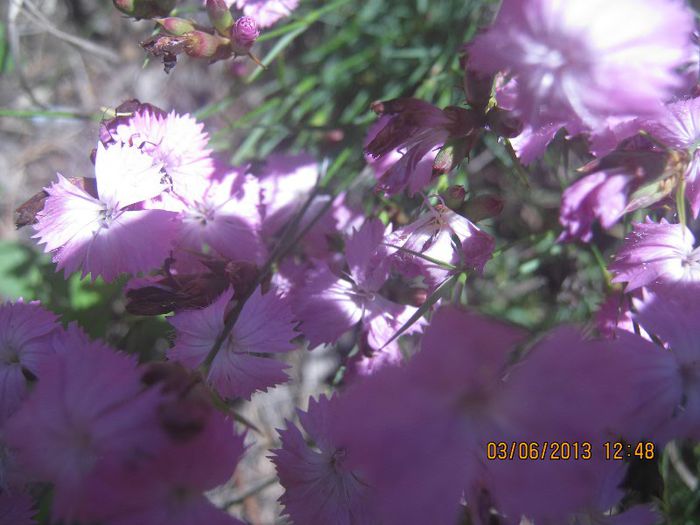 IMG_5212 - Pe defileul Jiului