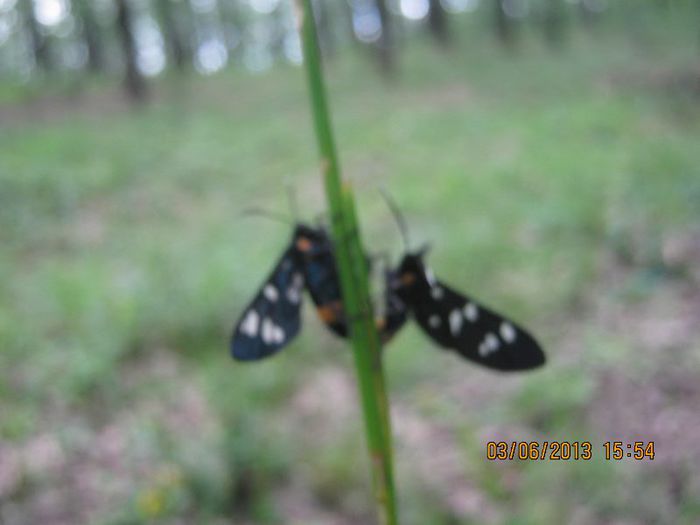 IMG_5322 - Padurea