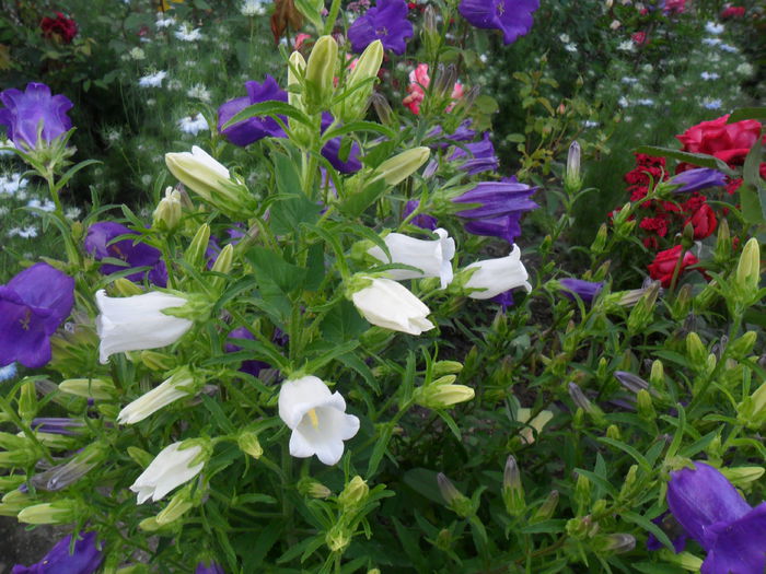 campanula - diverse - flori de gradina 2013