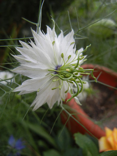 Nigella damascena (2013, May 29) - NIGELLA Damascena