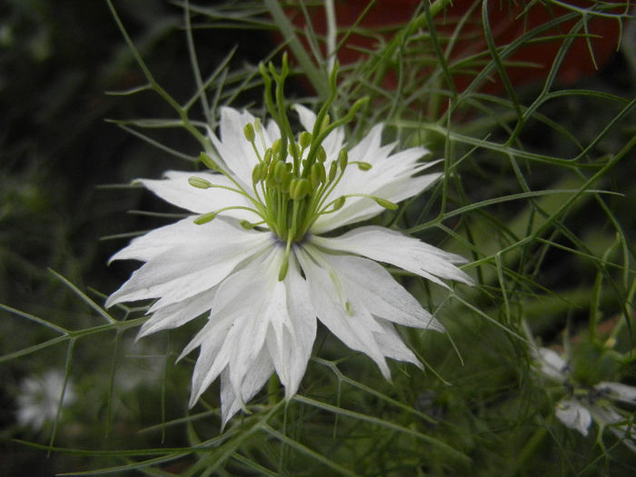 Nigella damascena (2013, May 29)