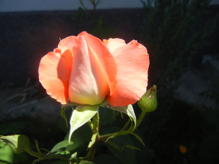 Bright Salmon Rose (2013, May 26)