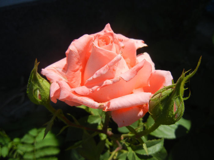 Bright Salmon Rose (2013, May 26)