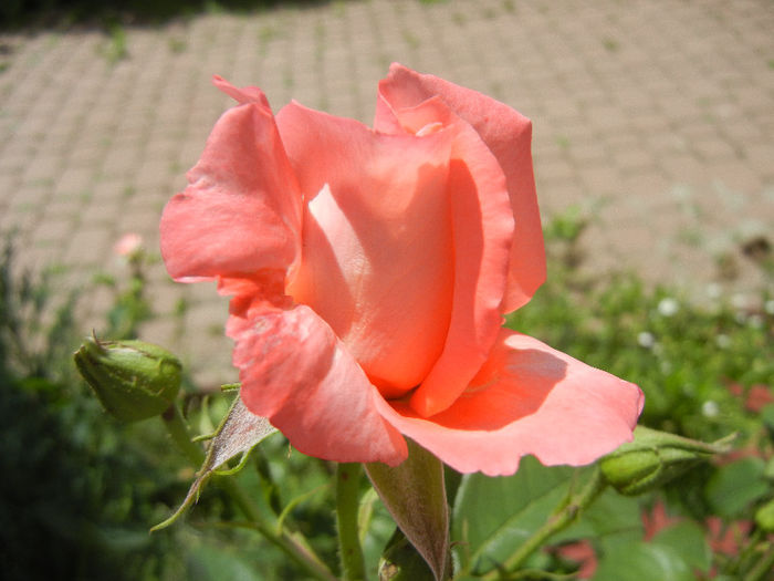 Bright Salmon Rose (2013, May 28)