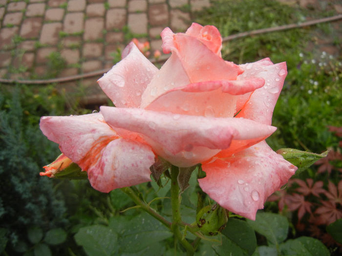 Bright Salmon Rose (2013, June 02)