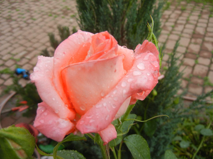 Bright Salmon Rose (2013, June 02)