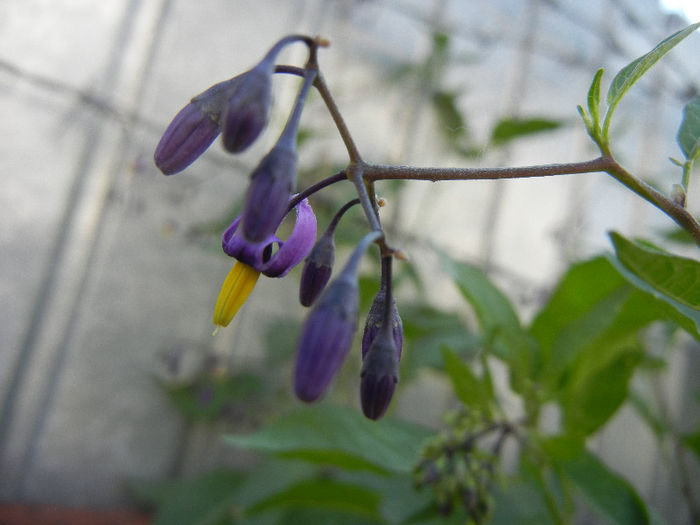 Solanum dulcamara (2013, May 18) - Solanum dulcamara