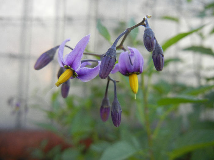 Solanum dulcamara (2013, May 18)