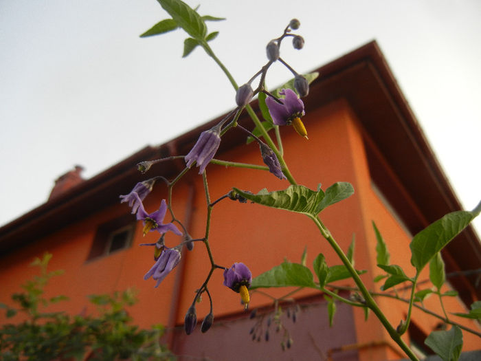 Solanum dulcamara (2013, May 29) - Solanum dulcamara