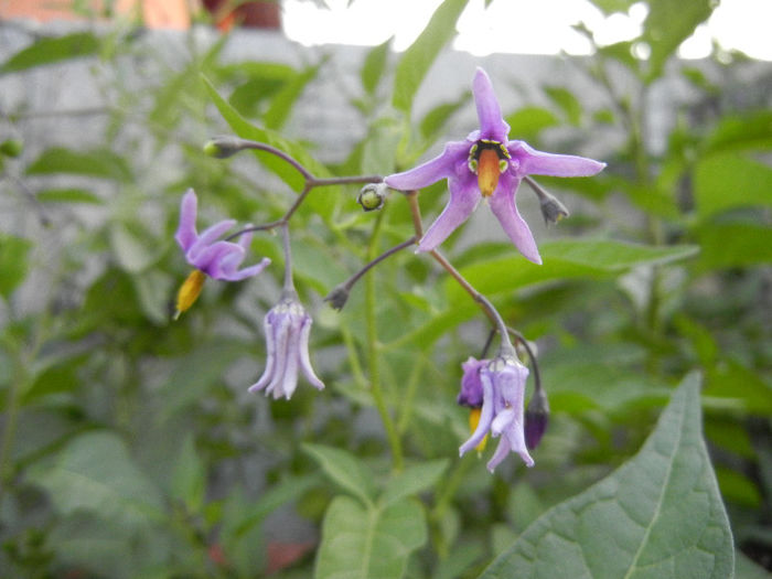 Solanum dulcamara (2013, May 29) - Solanum dulcamara