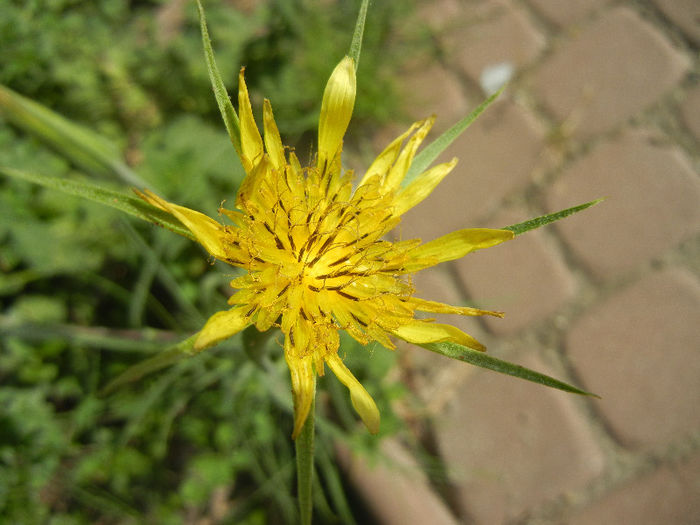 Tragopogon dubius (2013, May 20) - Tragopogon dubius_Salsify