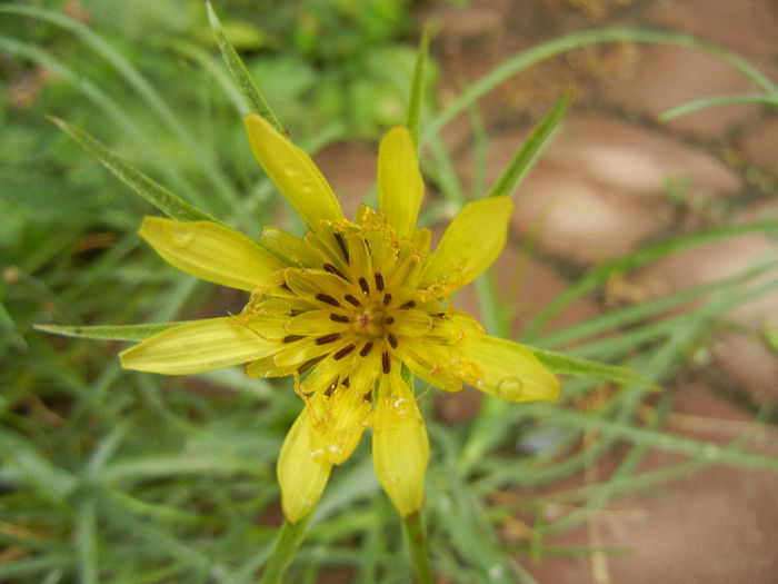 Tragopogon dubius (2013, May 24) - Tragopogon dubius_Salsify