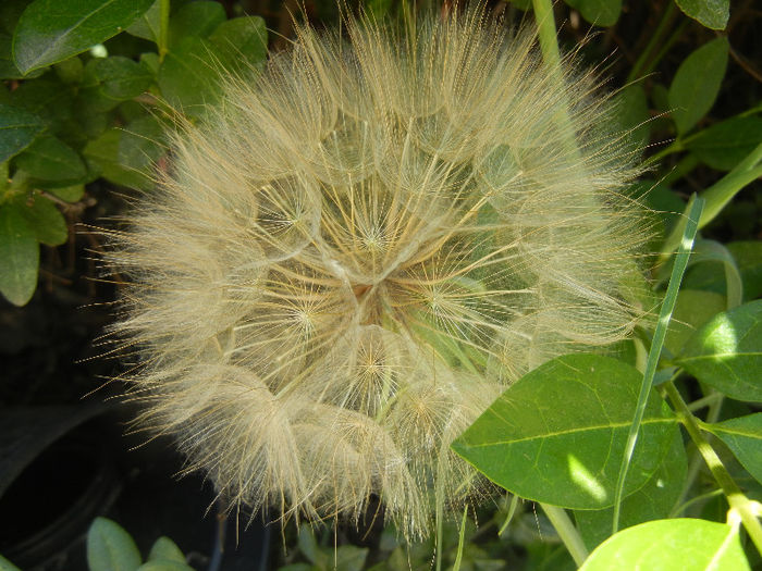 Tragopogon dubius (2013, May 26) - Tragopogon dubius_Salsify