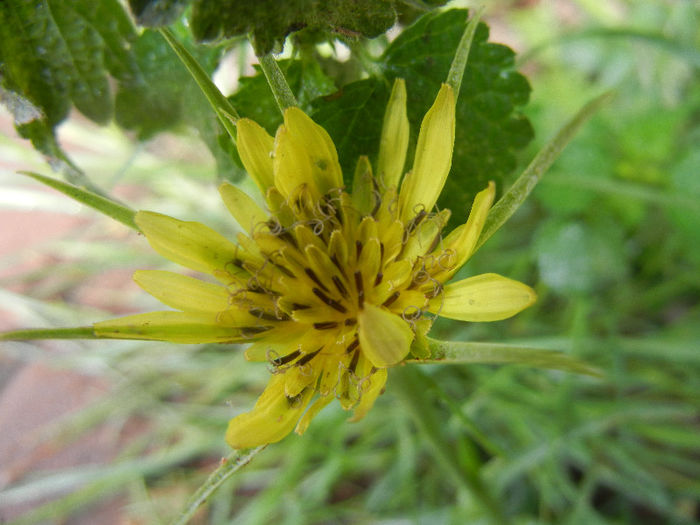 Tragopogon dubius (2013, June 02) - Tragopogon dubius_Salsify